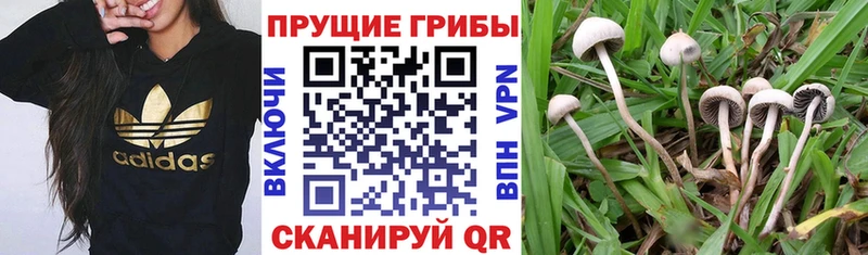 Галлюциногенные грибы мухоморы  купить наркотик  Камбарка 